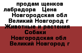 продам щенков лабрадора › Цена ­ 15 000 - Новгородская обл., Великий Новгород г. Животные и растения » Собаки   . Новгородская обл.,Великий Новгород г.